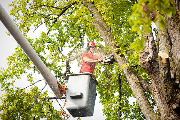 Best Tree Risk Assessment  in Eagle, NE